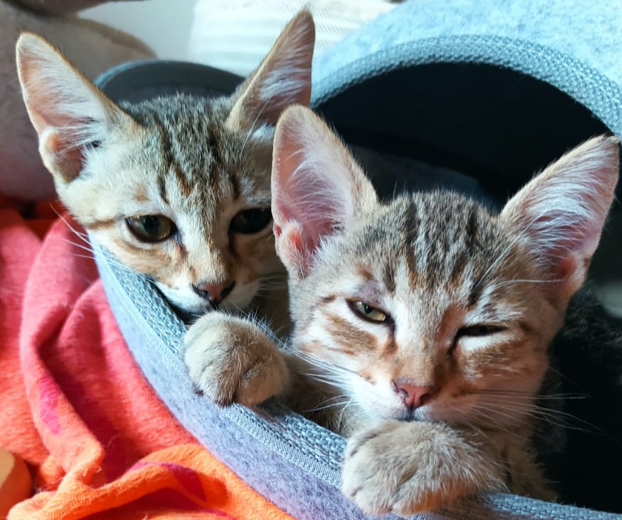 Radio Zampetta Sarda, sos per due dolcissimi gattini fratellini: adottiamoli!