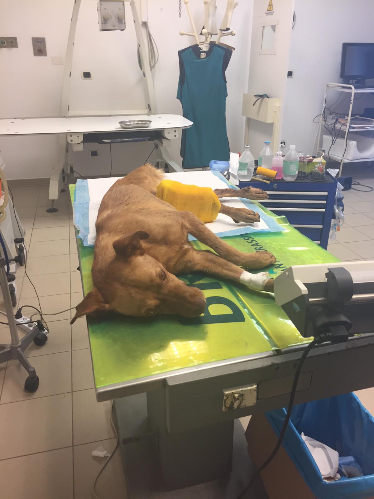 A Radio Zampetta Sarda l’appello di Arianna: “Aiutatemi a pagare le cure di Scooby”