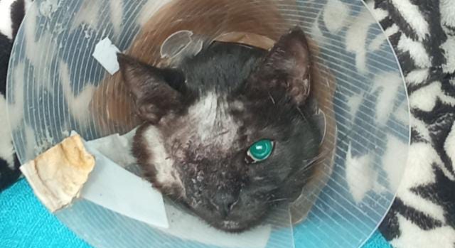 Radio Zampetta Sarda: sos per una gattina appena operata e scappata