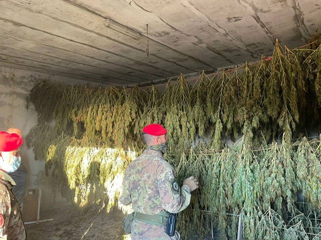 Ogliastra, scoperte 955 piante di marijuana in un ovile: due arresti a Jerzu