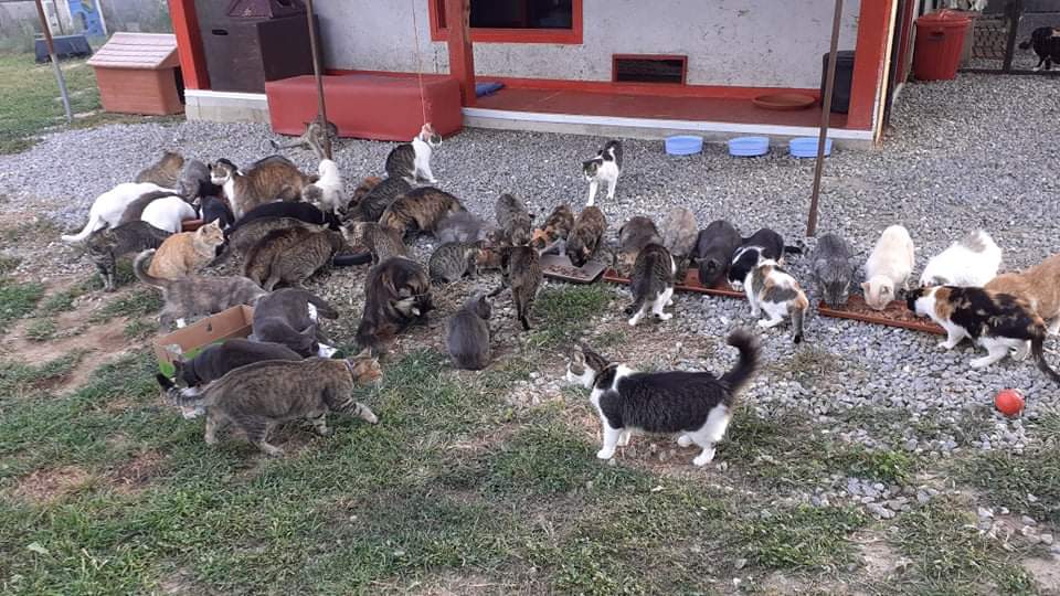 Sos dall’associazione Zampe Matte Onlus di Quartu: “Abbiamo bisogno di coperte e cibo umido per i gatti”