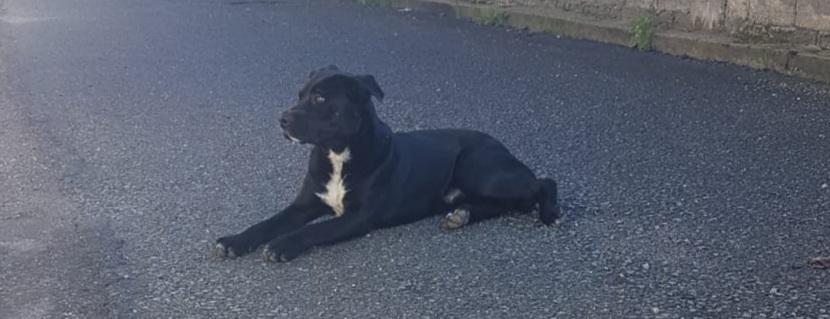 Appello a Radio Zampetta Sarda: troviamo una famiglia a un cagnolone che vaga a Maracalagonis