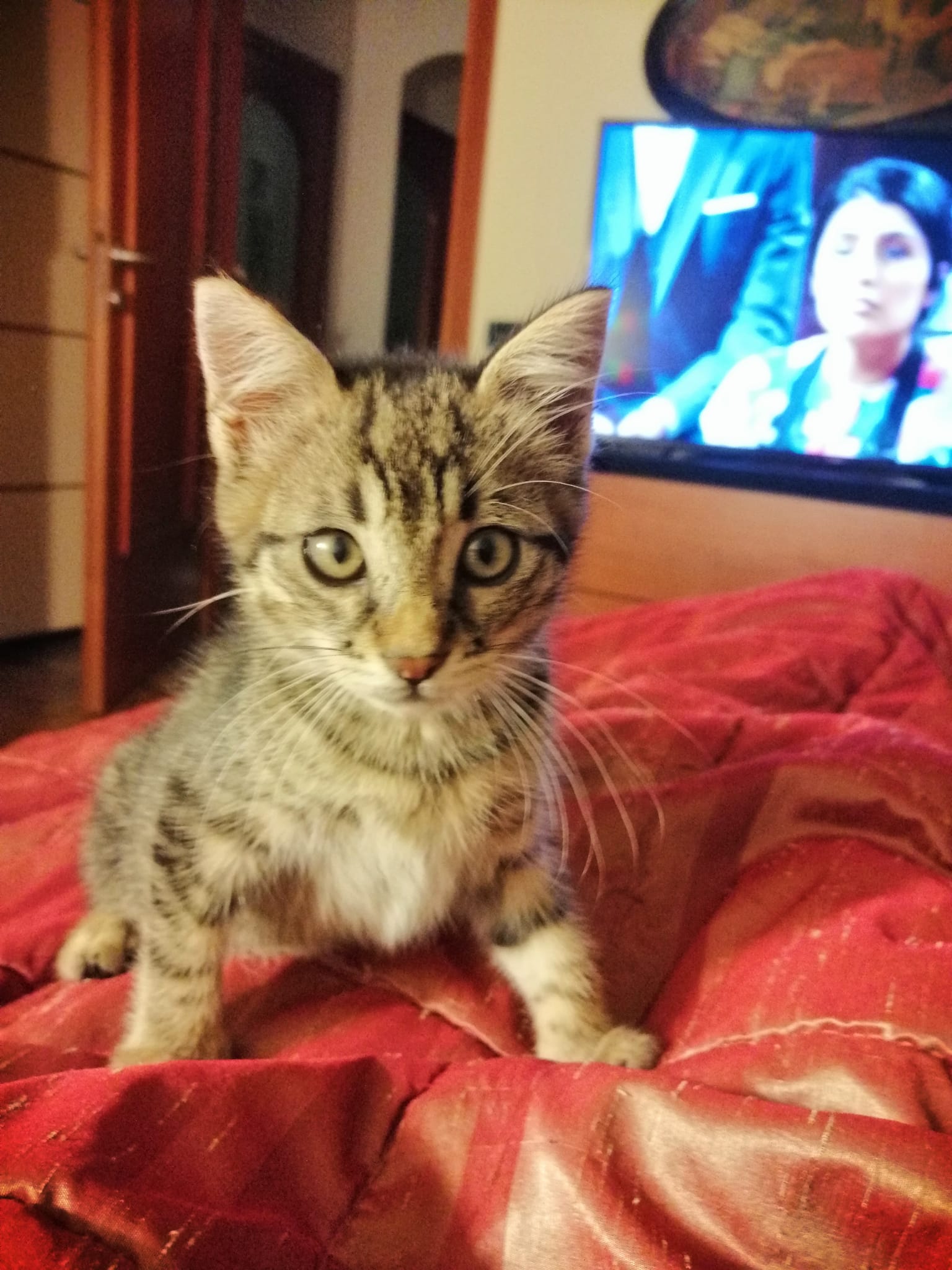 A Radio Zampetta Sarda l’appello per un dolcissimo gattino di 3 mesi: chi lo adotta?