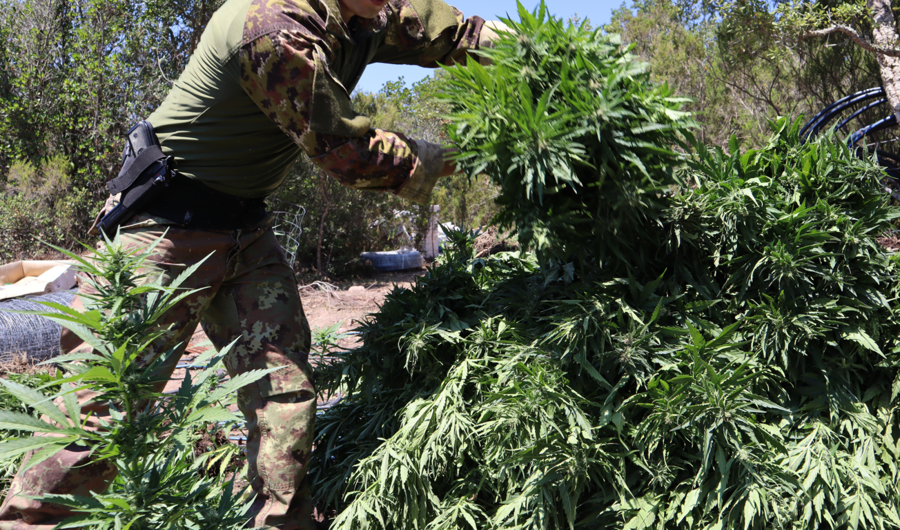 Scoperta nuova piantagione di marijuana in Sardegna: 70 piante a Villagrande