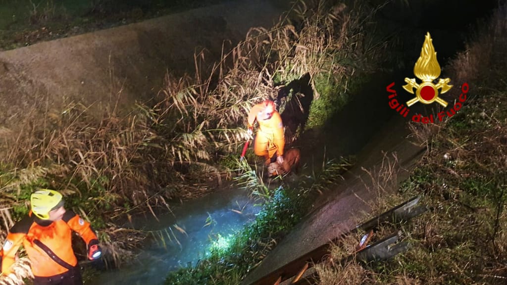 Maracalagonis, due cani intrappolati nel canale di scolo: salvati dai sommozzatori