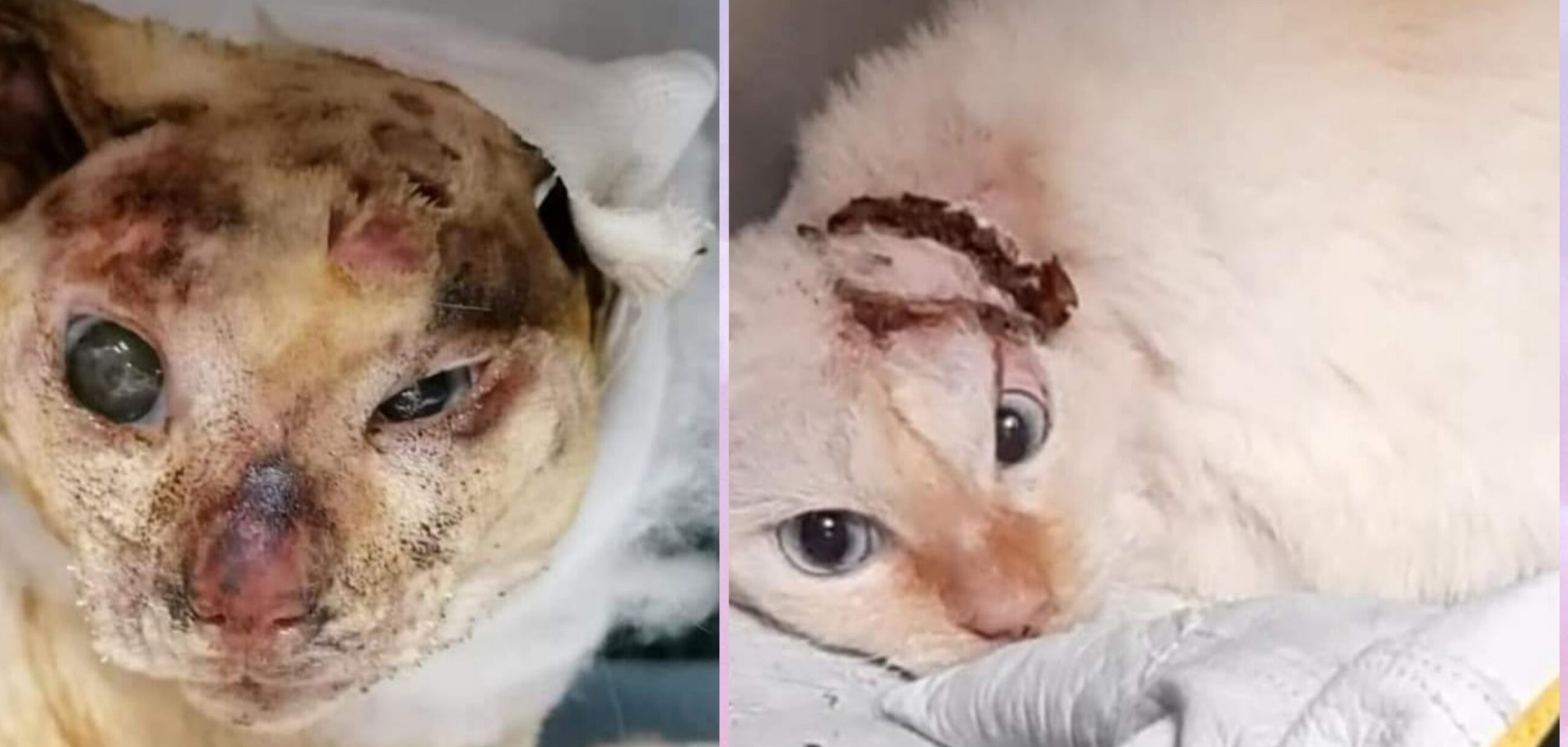 Radio Zampetta Sarda, raccolta fondi per aiutare Anubi: gattino arso vivo con una fiamma ossidrica