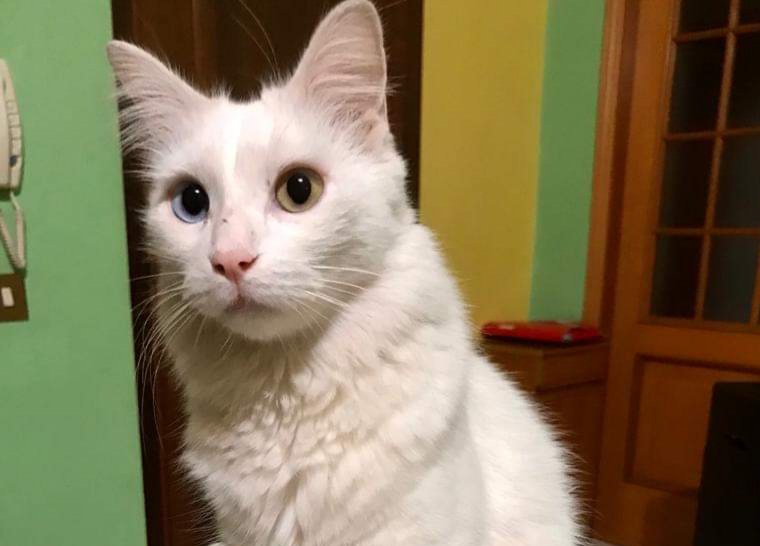 L’appello di Claudia a Radio Zampetta per ritrovare il suo Peter