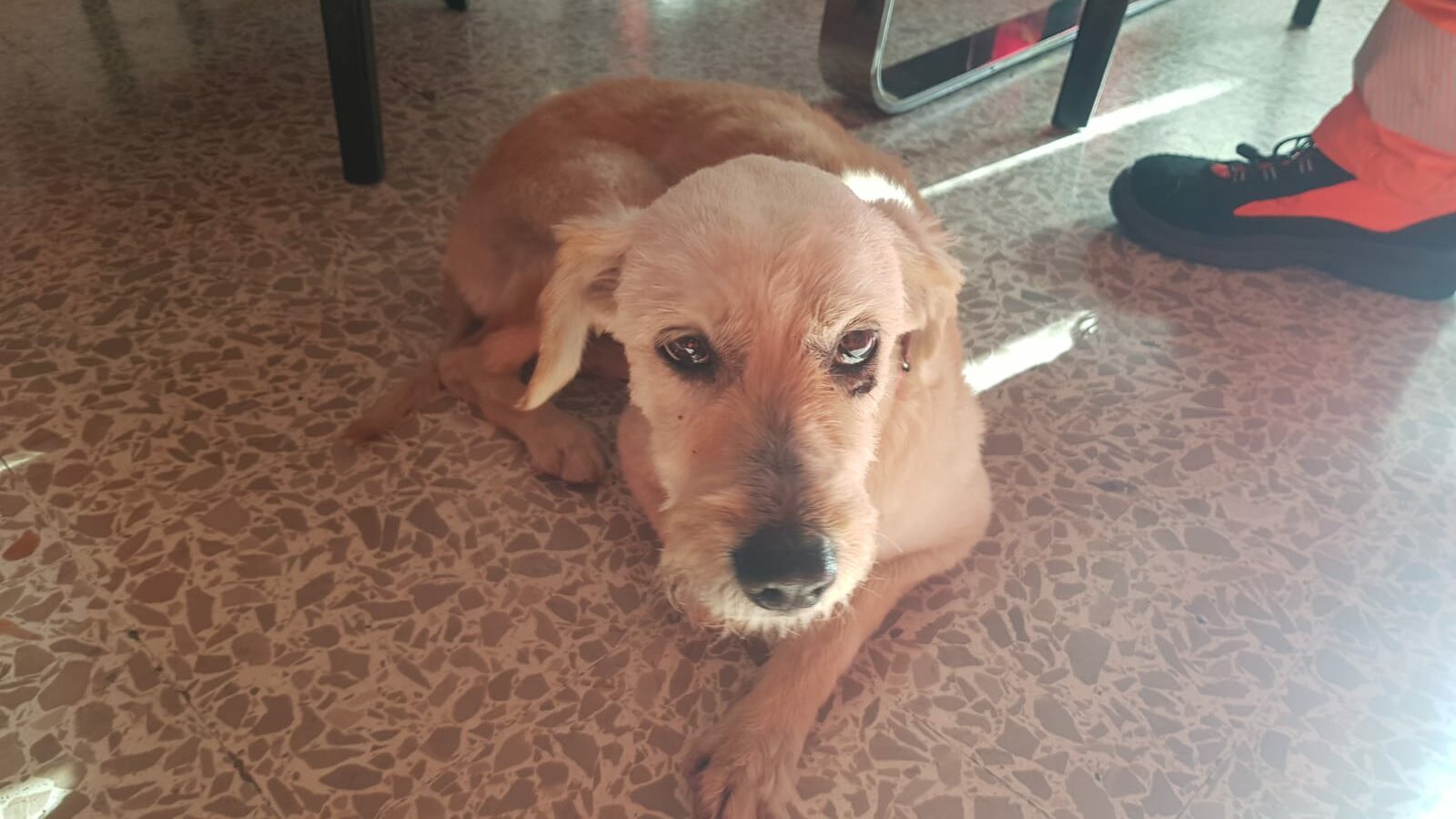 Una cagnolina con collare investita a Quartu, aiutateci a trovare chi l’ha perduta