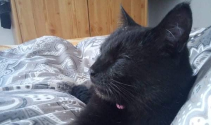 Chi ha visto la dolce gattina Monny di Quartu? Aiutateci a ritrovarla