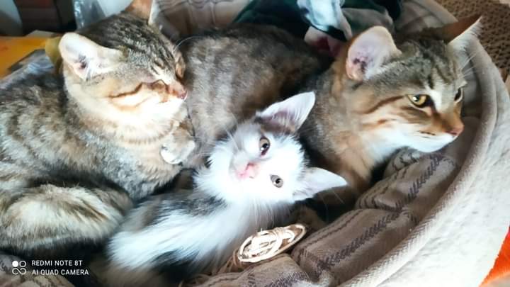 Tre gattini tigrati in cerca di adozione a Quartu: “Una nuova vita per loro”