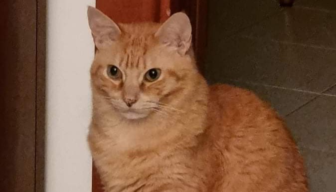 Billi si è smarrito a Monserrato, sos a Radio Zampetta Sarda