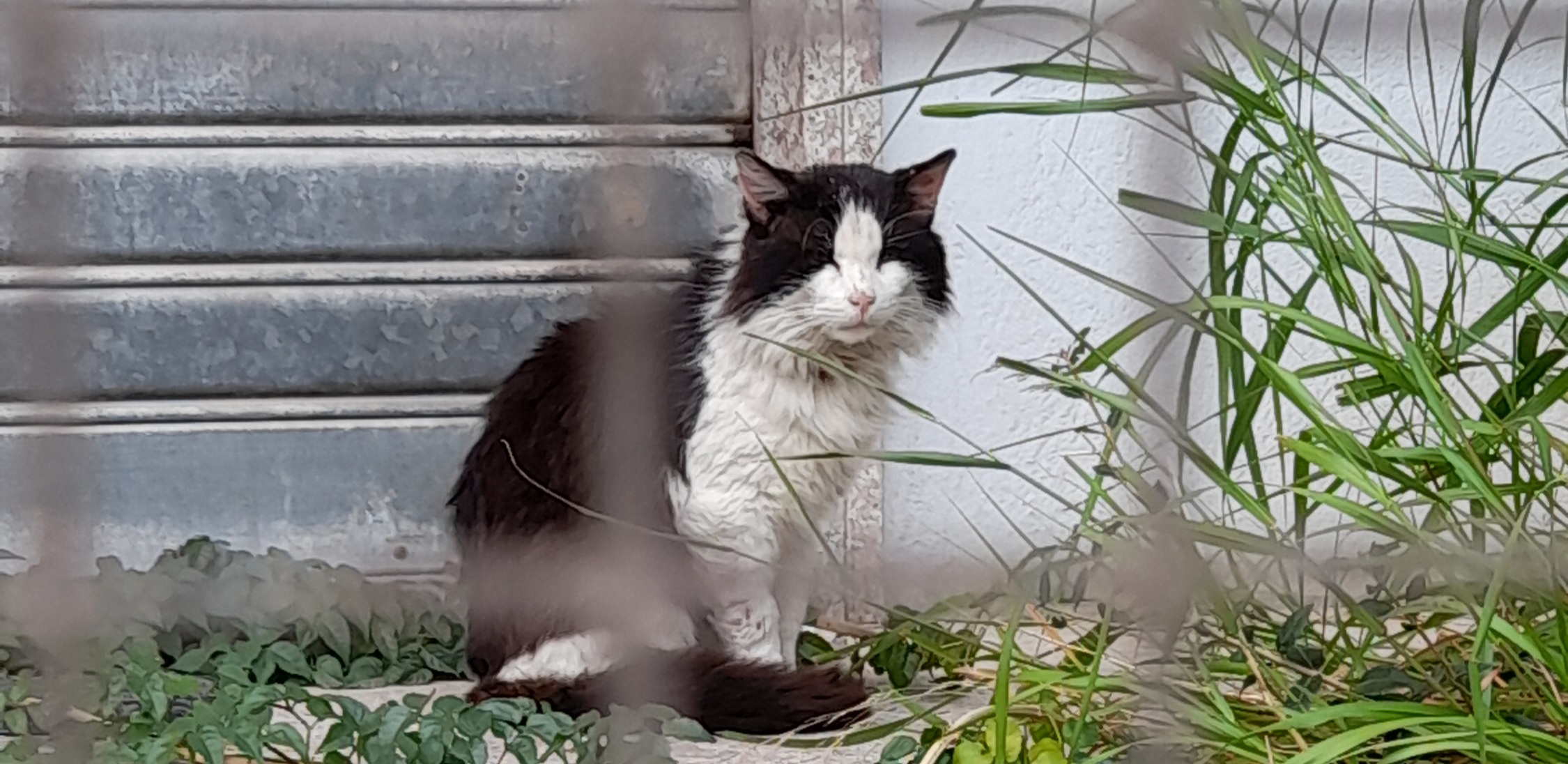 Is Arenas, chi riconosce il bellissimo gatto bianco e nero che gira intorno alle Poste?