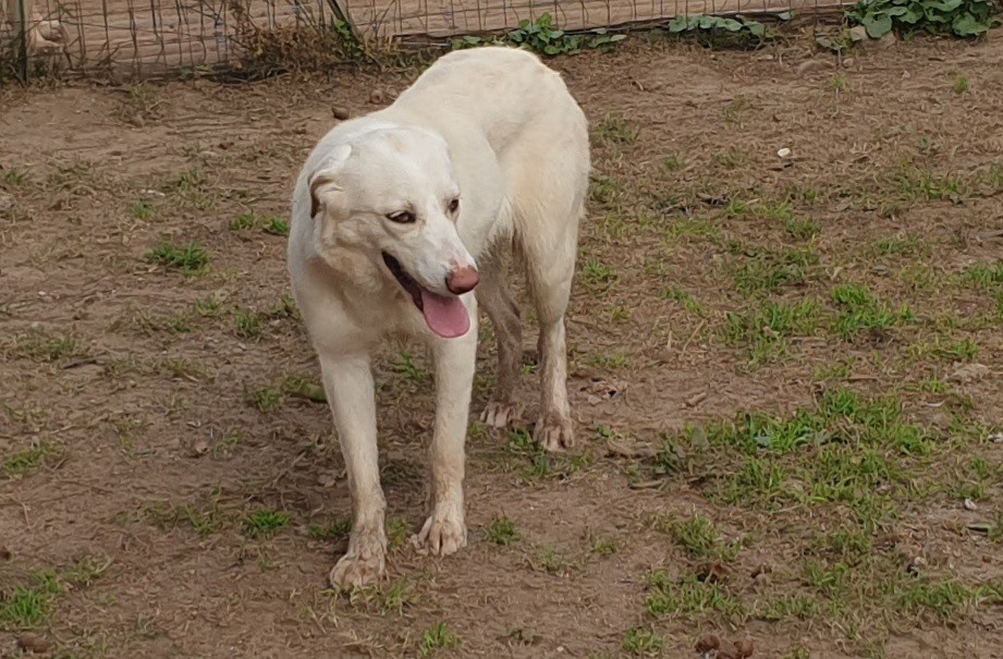 Adotta un cane dal canile di Cagliari: Adele, meticcia di pastore maremmano