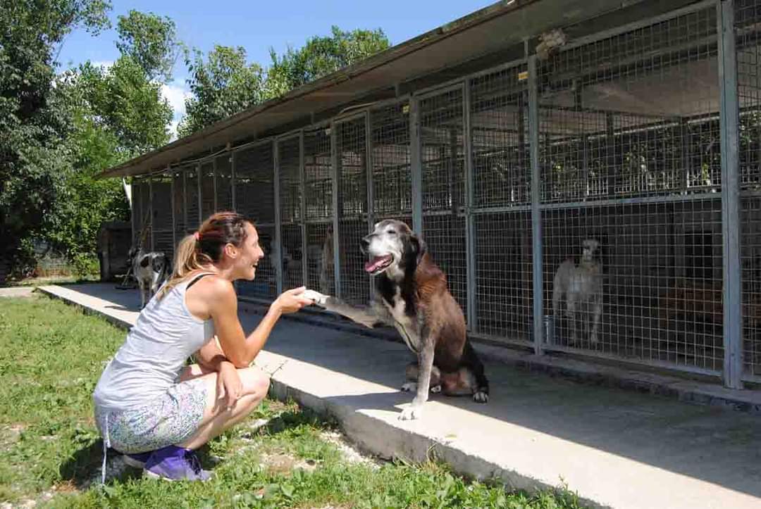 A Pula un canile per gli amici a 4 zampe meno fortunati in cerca di famiglia