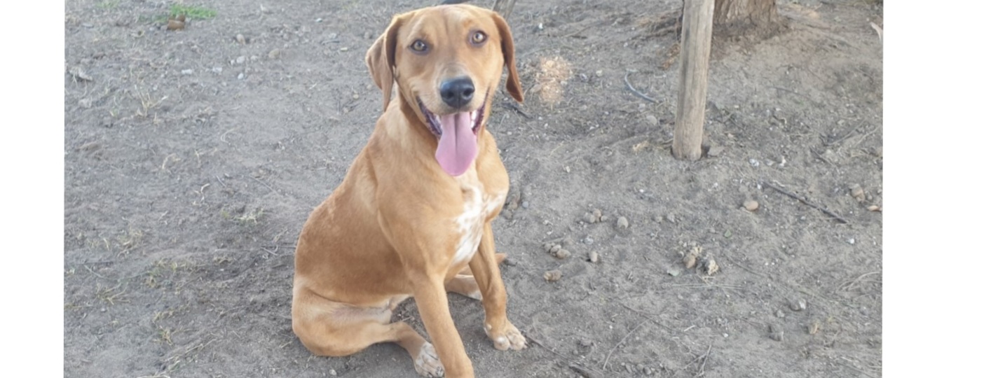 Adotta un cane dal canile di Cagliari: la dolcissima Emmental, meticcia di segugio