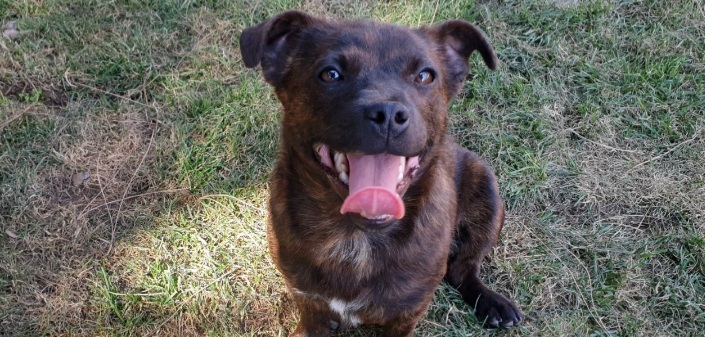 Adotta un cane dal canile di Cagliari: la cucciola Fake cerca una vera famiglia