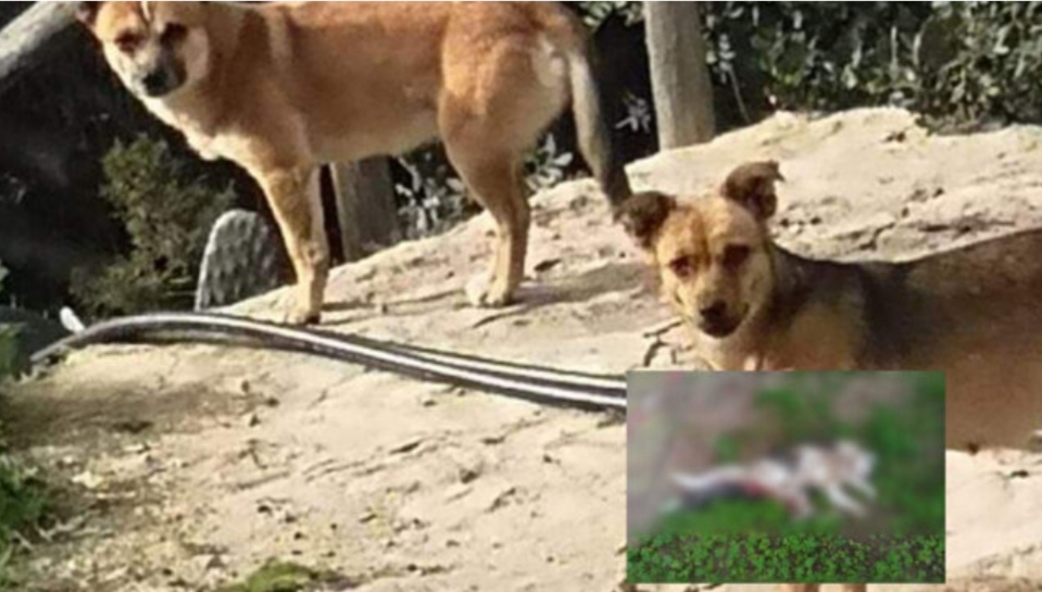 Serrenti, gatti sbranati da un branco di cani per le vie del paese