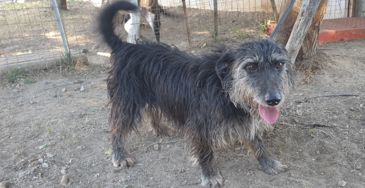 Canile comunale di Cagliari, Zeno cerca una vera famiglia: chi lo adotta?