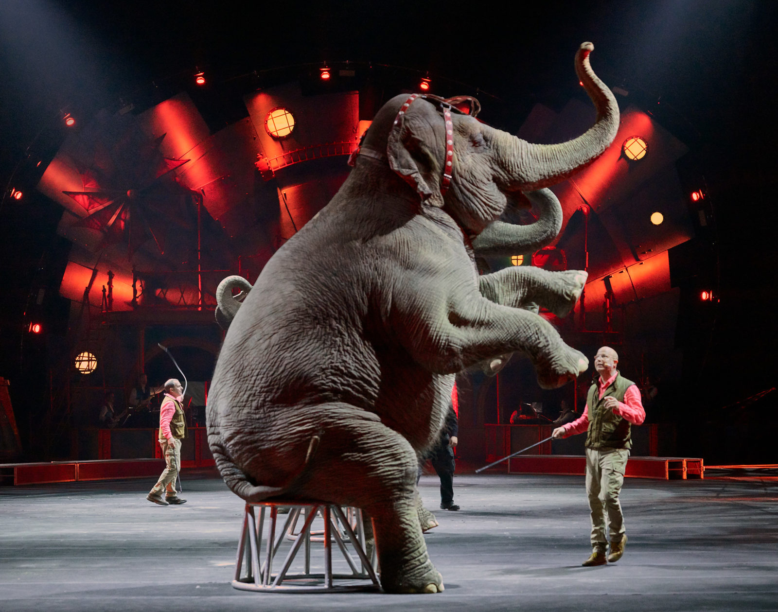 “Elefante rinchiuso in un container del circo e cittadini di Iglesias scandalizzati: il sindaco intervenga”