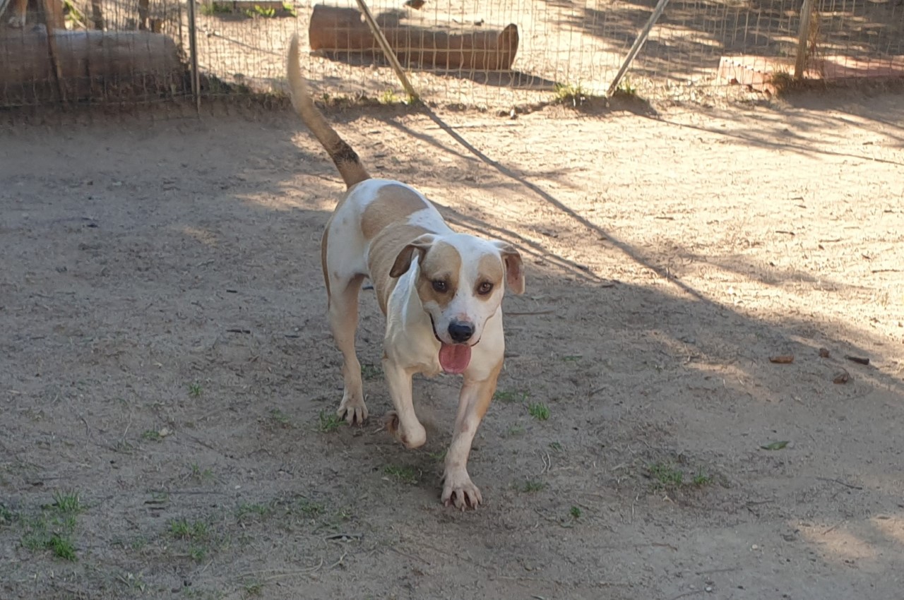Adottiamo un cane dal canile di Cagliari: “Rocky aspetta una vera famiglia”