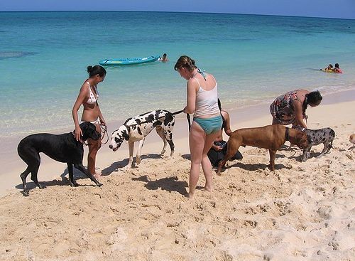 A Quartu riapre la spiaggia per i cani: “Teneteli sempre al guinzaglio e raccogliete i loro bisognini”