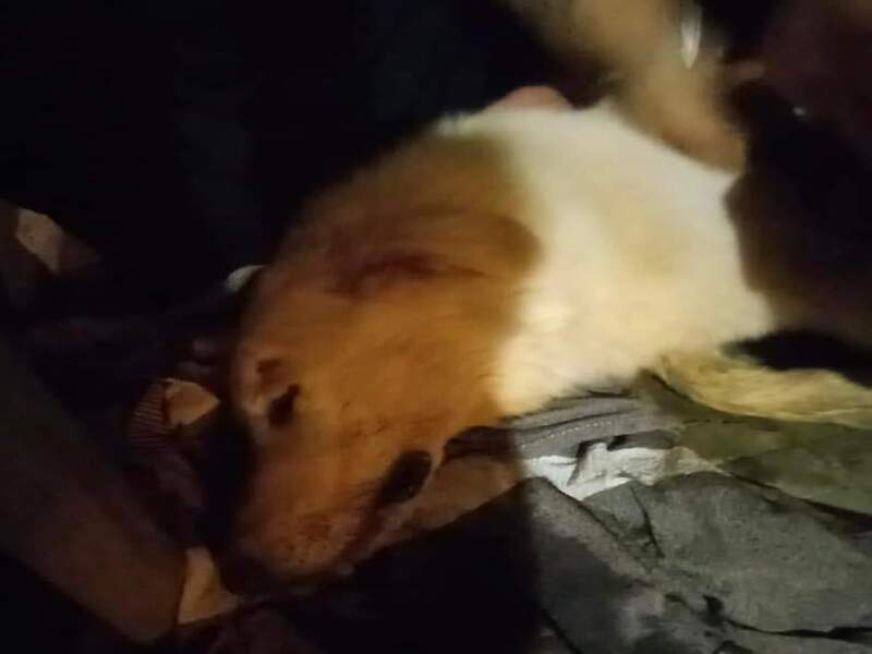 Choc in Sardegna: “Cane morto avvelenato e lasciato senza cure, vogliamo giustizia”