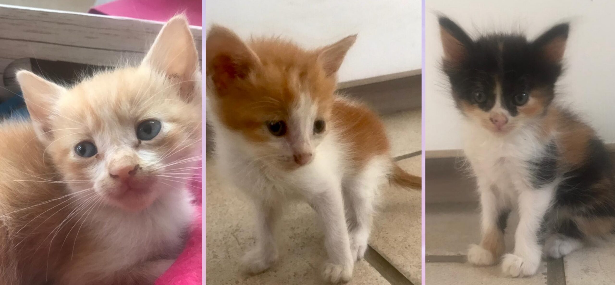 Sos nel Cagliaritano per tre splendidi gattini in cerca di adozione: dolci, affettuosi e giocherelloni