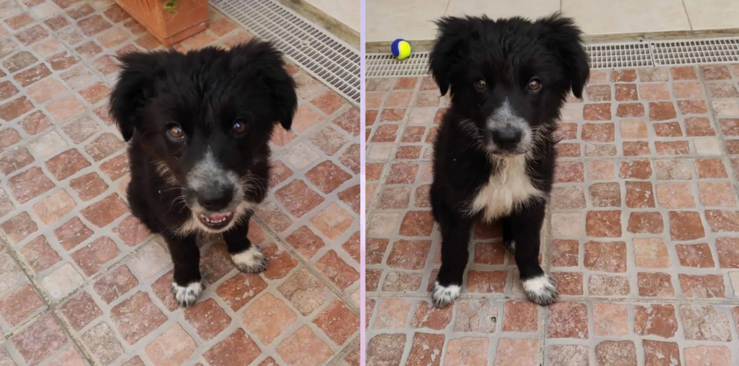 Allarme per Lucy, la randagia smarrita a Sestu: ritrovata in giornata