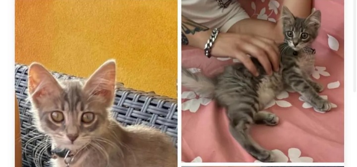 E’ scomparsa Cindy a Sestu, l’appello di Giulia: “Aiutatemi, per me è come una figlia”