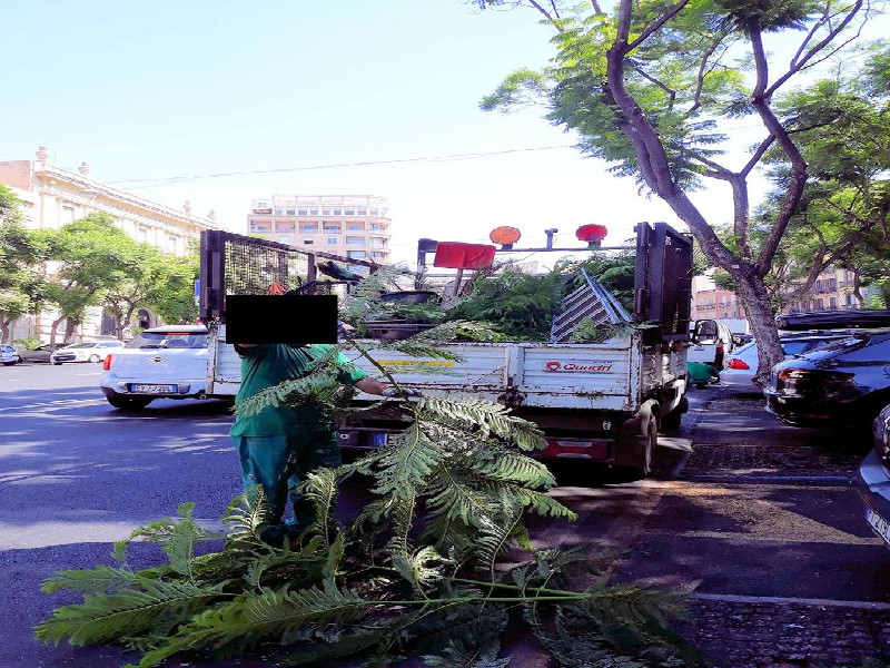 “A Cagliari potano le jacarande a luglio, una follia: botanici e agronomi lo sconsigliano”