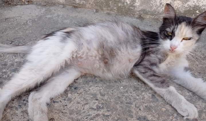 Sos a Radio Zampetta Sarda: gattina abbandonata incinta, si cerca stallo