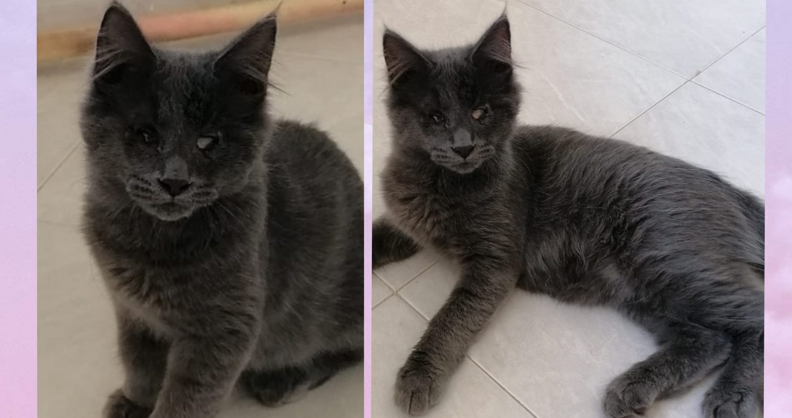 Cagliari, il gattino Blu non vedente salvato dalle auto in corsa: ora merita una famiglia
