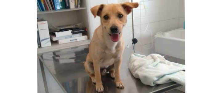 Sos a Radio Zampetta Sarda: trovato un cucciolo, qualcuno lo riconosce?