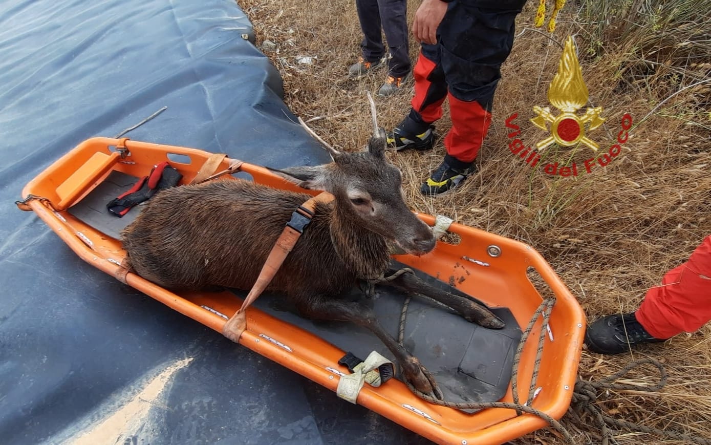 Castiadas, un cervo cade e finisce dentro un vascone: salvato dai vigili del fuoco