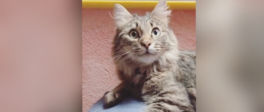 Sparita una scricciola a San Teodoro, condividiamo tutti per ritrovarla al più presto