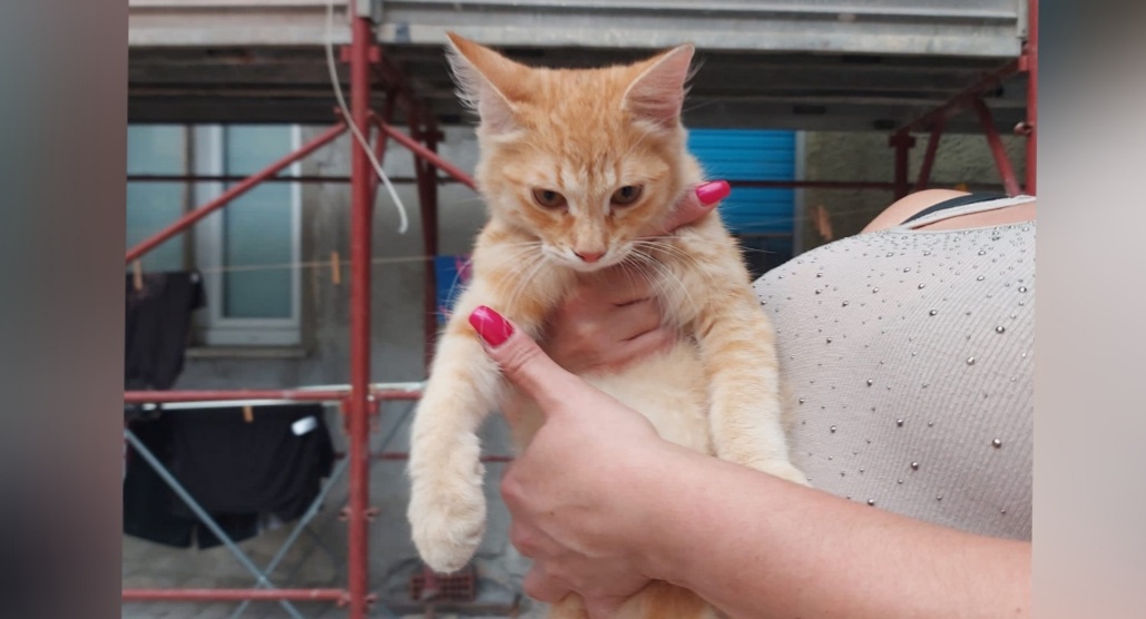 Sos per il dolce gattino di San Michele: super affettuoso, lo aiutiamo a trovare una famiglia?