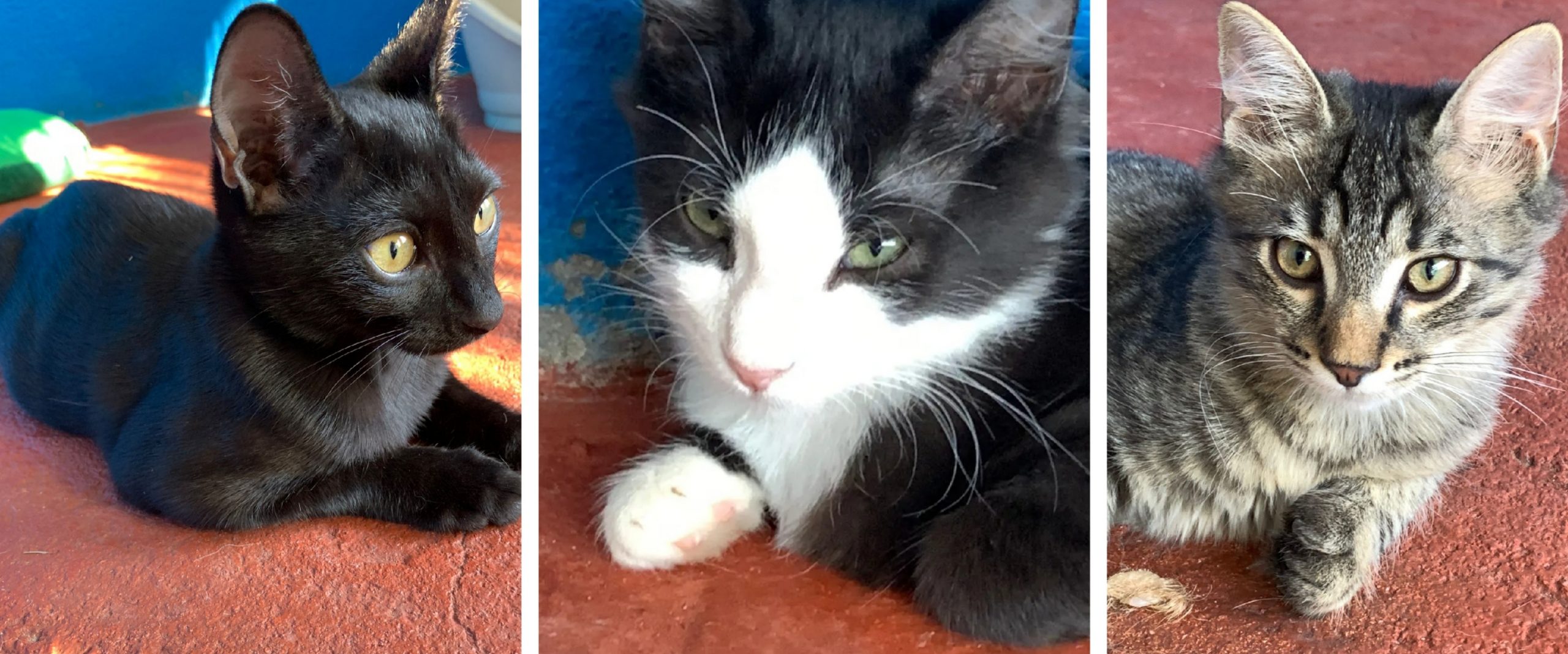 3 dolci gattini in cerca di una casa, appello a Radio Zampetta Sarda