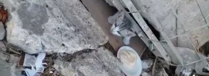 Sos a Cagliari, gattino di 30 giorni abbandonato allo stadio Sant’Elia: aiutiamolo!