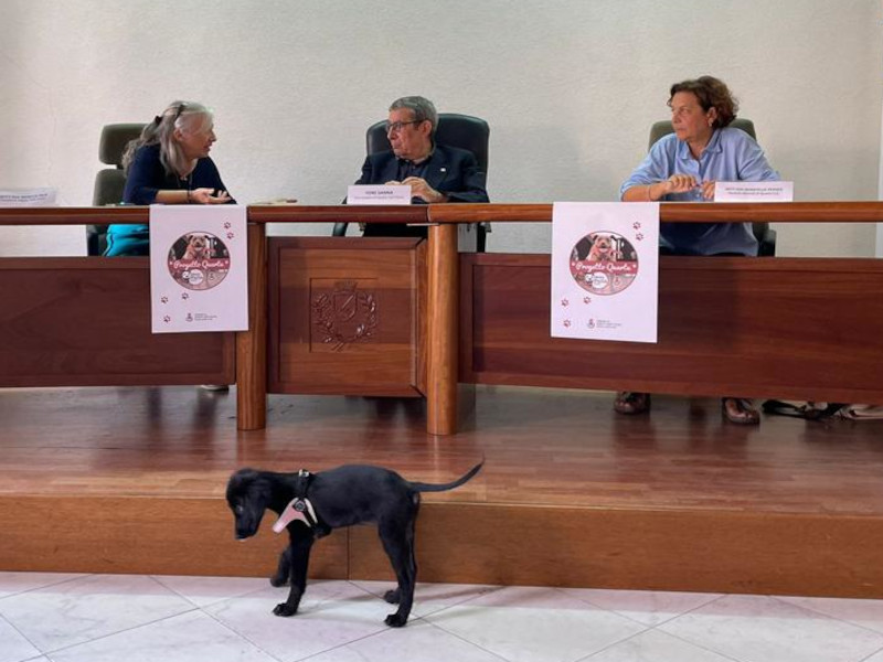 Quartu, al via la sterilizzazione dei cani randagi di campagna
