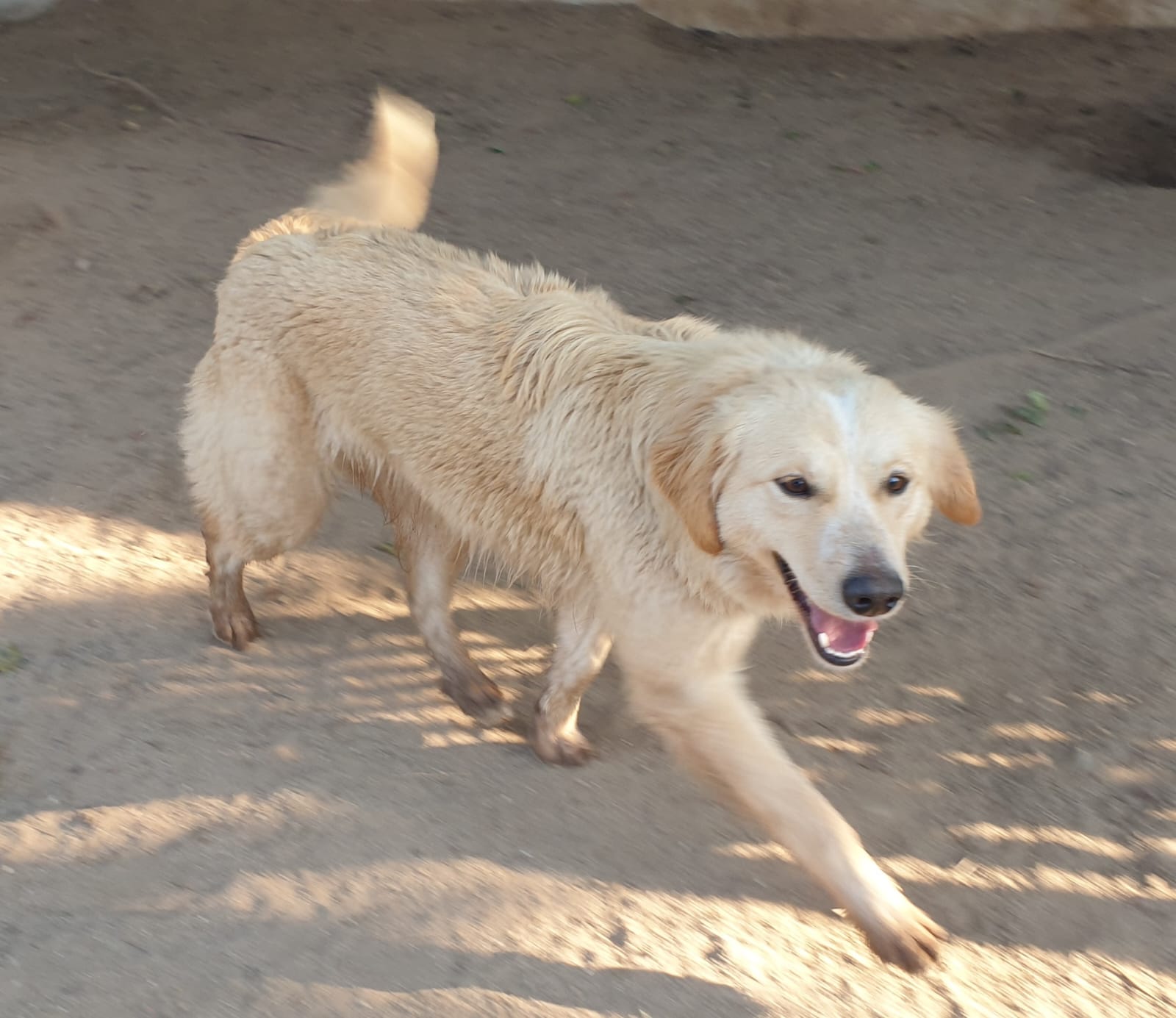Adotta un cane dal canile di Cagliari: la protettiva Parvo cerca famiglia