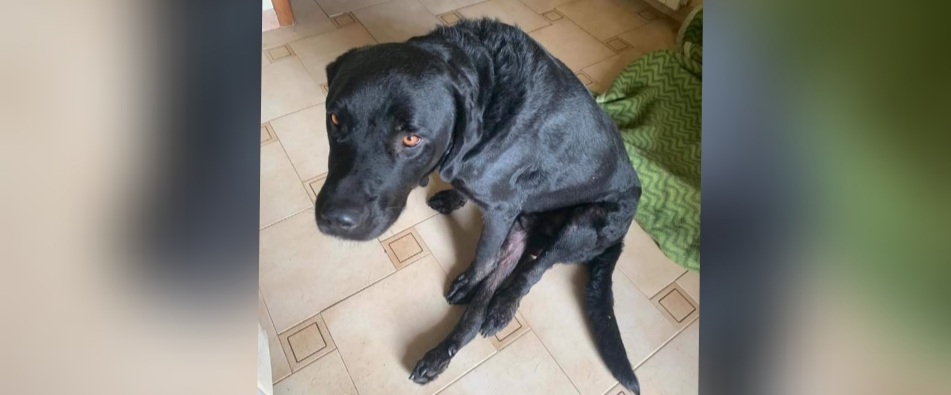 Sos a Radio Zampetta Sarda: Jack, a un passo dalla soppressione, cerca una vera famiglia