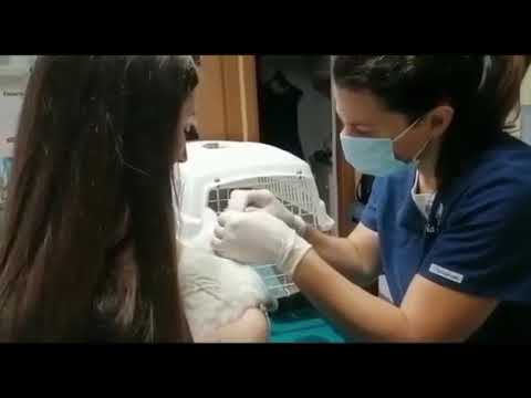 Daeny, la bellissima gattina con problemi di cerume curata dalla veterinaria Silvia Serra (VIDEO)