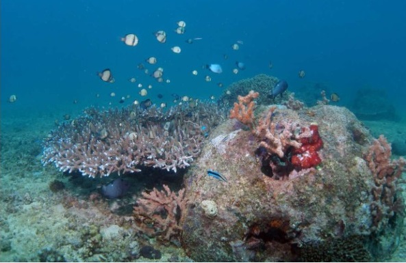 Ok al ripopolamento del mare a Cagliari: “Più pesci per il diving, la piccola pesca e i musei subacquei”