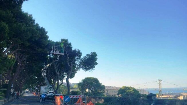 Cagliari, taglio di 10 pini in viale Buoncammino: quattro condanne