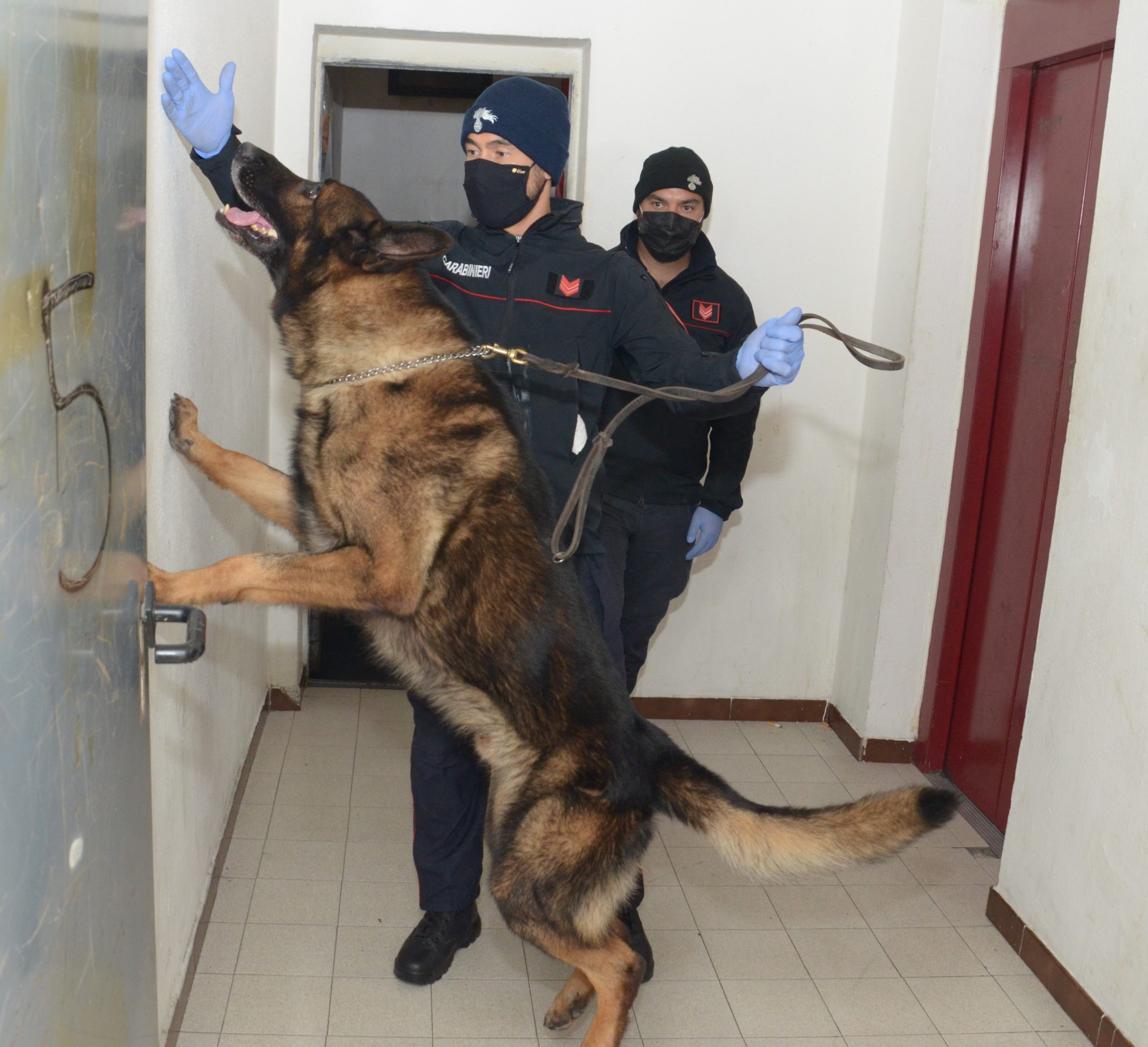 23 kg di marijuana nascosti in camera da letto, un arresto a Dolianova