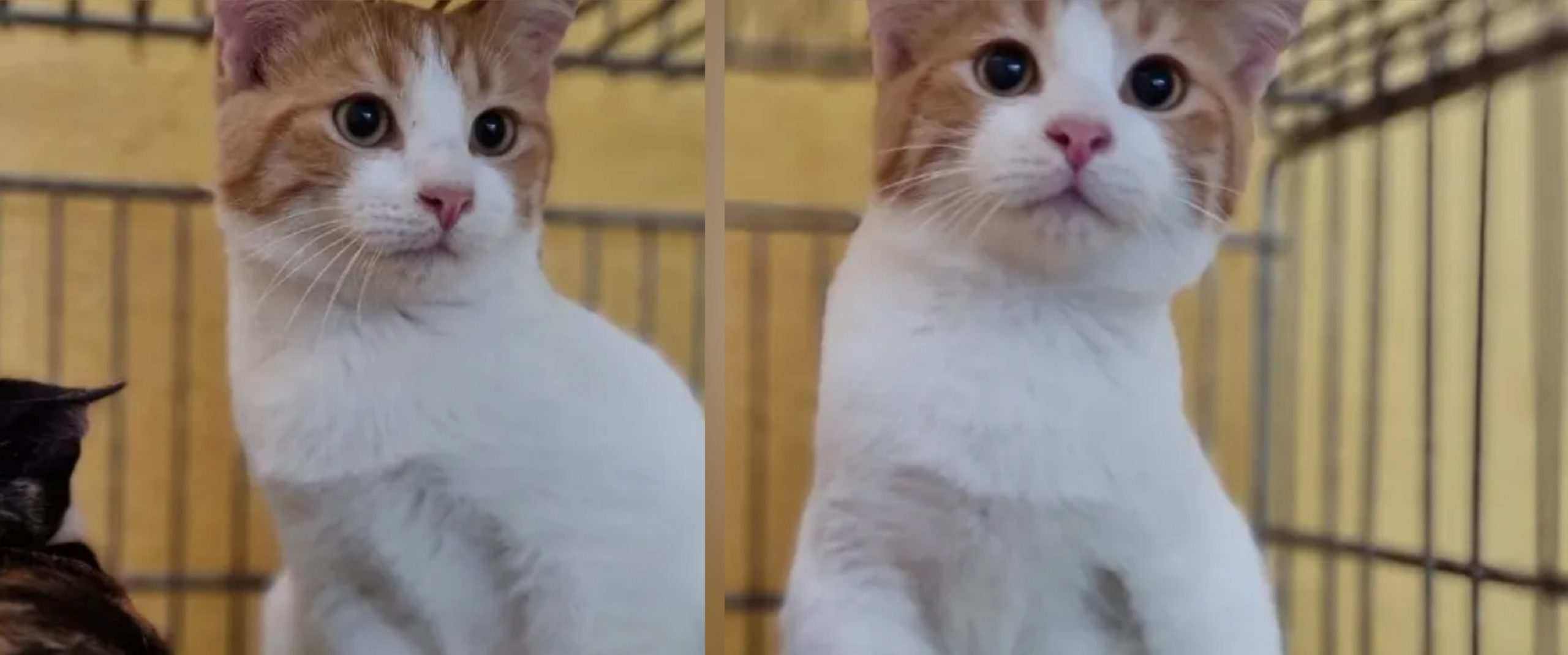 Carlito, il gatto salvato in piazza Medaglia Miracolosa a Cagliari cerca una famiglia