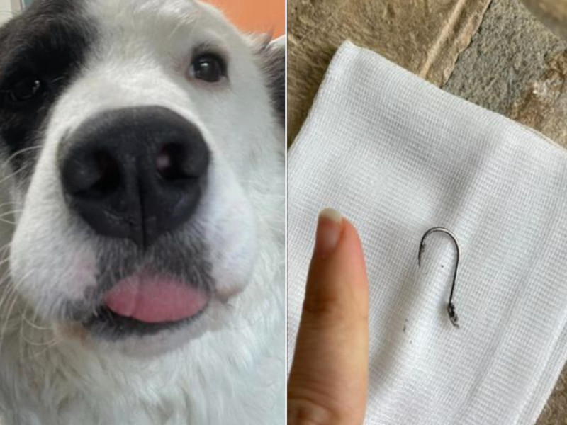 Quartu, ingoia un amo con un lungo filo: paura per il cagnolino Panda