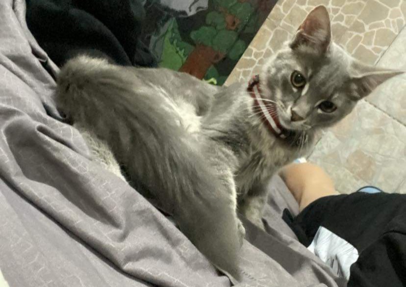 Sos da Quartu: “Aiutatemi a ritrovare Pissottolo, il mio gattino sterilizzato”