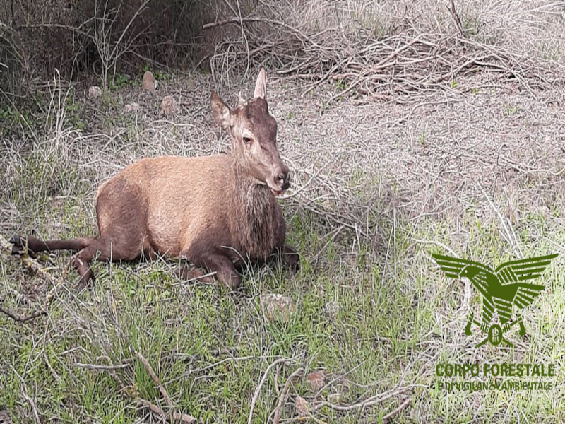 Travolge un cervo sarda a Siliqua e chiama i soccorsi, lieto fine per l’animale: sarà curato