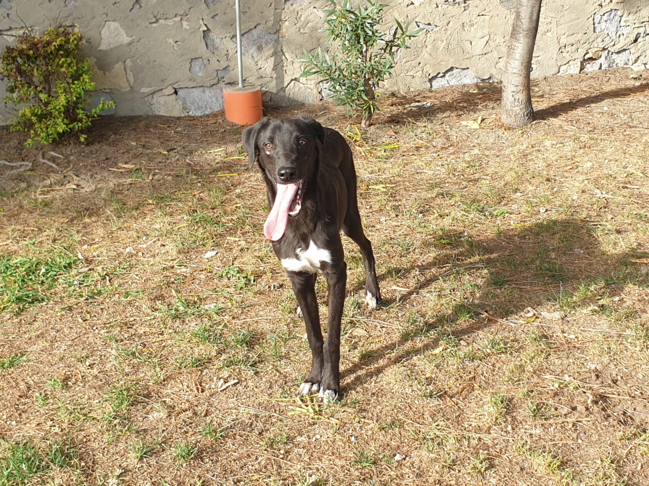 Adotta un cane dal canile di Cagliari: “Barney aspetta una famiglia per la vita”
